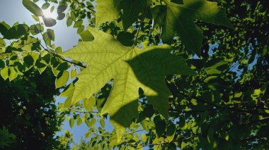 Yeşil yapraklı akçaağaç veya akçaağaç, doğanın güzelliği.