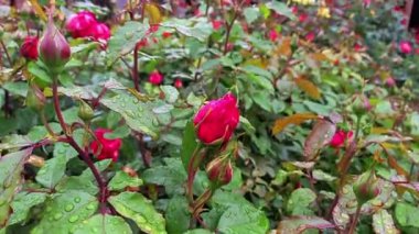 Güzel Yaz Bahçesi Gülleri çiçek açıyor. Doğanın Güzelliği