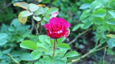 Güzel Yaz Bahçesi Gülleri çiçek açıyor. Doğanın Güzelliği