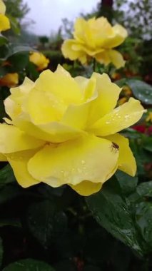 Güzel Yaz Bahçesi Gülleri çiçek açıyor. Doğanın Güzelliği