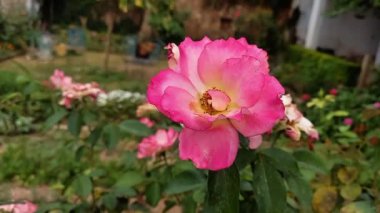 Güzel Yaz Bahçesi Gülleri çiçek açıyor. Doğanın Güzelliği