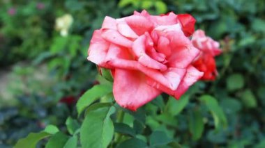 Güzel Yaz Bahçesi Gülleri çiçek açıyor. Doğanın Güzelliği