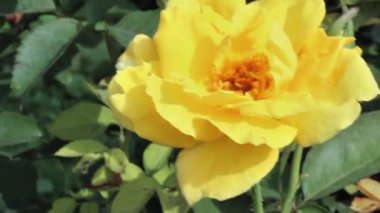 Güzel Yaz Bahçesi Gülleri çiçek açıyor. Doğanın Güzelliği