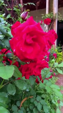 Güzel Yaz Bahçesi Gülleri çiçek açıyor. Doğanın Güzelliği