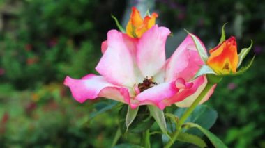 Güzel Yaz Bahçesi Gülleri çiçek açıyor. Doğanın Güzelliği