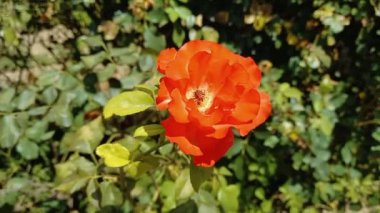 Güzel Yaz Bahçesi Gülleri çiçek açıyor. Doğanın Güzelliği