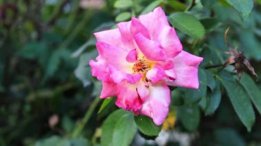 Güzel Yaz Bahçesi Gülleri çiçek açıyor. Doğanın Güzelliği