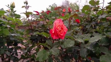 Güzel Yaz Bahçesi Gülleri çiçek açıyor. Doğanın Güzelliği