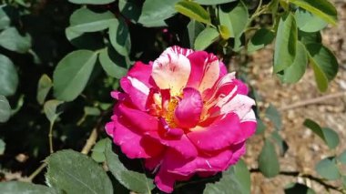 Güzel Yaz Bahçesi Gülleri çiçek açıyor. Doğanın Güzelliği