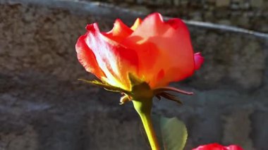 Güzel Yaz Bahçesi Gülleri çiçek açıyor. Doğanın Güzelliği