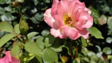 Güzel Yaz Bahçesi Gülleri çiçek açıyor. Doğanın Güzelliği