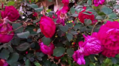 Güzel Yaz Bahçesi Gülleri çiçek açıyor. Doğanın Güzelliği