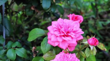 Güzel Yaz Bahçesi Gülleri çiçek açıyor. Doğanın Güzelliği