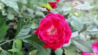 Güzel Yaz Bahçesi Gülleri çiçek açıyor. Doğanın Güzelliği