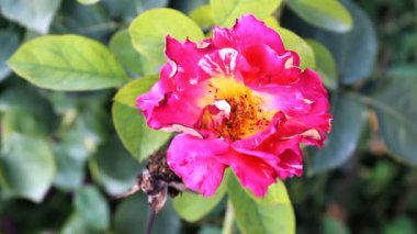 Güzel Yaz Bahçesi Gülleri çiçek açıyor. Doğanın Güzelliği