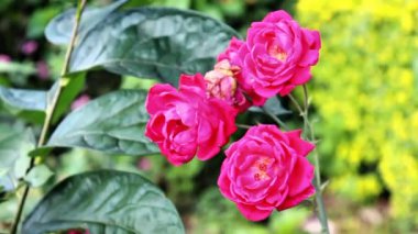 Güzel Yaz Bahçesi Gülleri çiçek açıyor. Doğanın Güzelliği