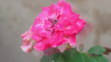 Güzel Yaz Bahçesi Gülleri çiçek açıyor. Doğanın Güzelliği