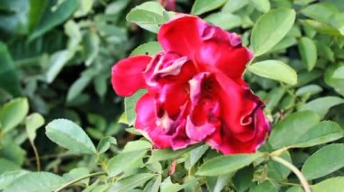 Güzel Yaz Bahçesi Gülleri çiçek açıyor. Doğanın Güzelliği