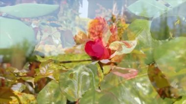 Güzel Yaz Bahçesi Gülleri çiçek açıyor. Doğanın Güzelliği