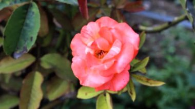 Güzel Yaz Bahçesi Gülleri çiçek açıyor. Doğanın Güzelliği