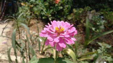 Zinnia güzel yaz bahçesi çiçeği