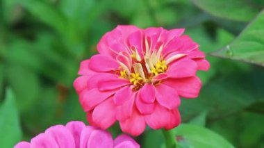 Zinnia güzel yaz bahçesi çiçeği
