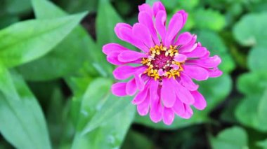 Zinnia güzel yaz bahçesi çiçeği