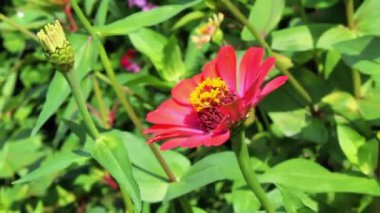 Zinnia güzel yaz bahçesi çiçeği