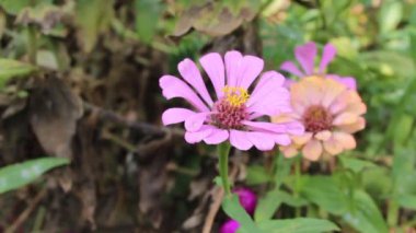 Zinnia güzel yaz bahçesi çiçeği