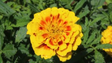 Marigold veya Tagetes ereksiyon sarı çiçekleri