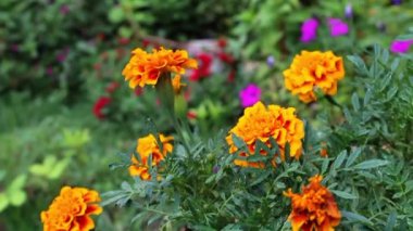 Marigold veya Tagetes ereksiyon sarı çiçekleri