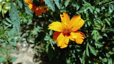 Tagetes patula veya Signet marigold