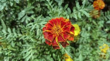 Marigold veya Tagetes ereksiyon sarı çiçekleri