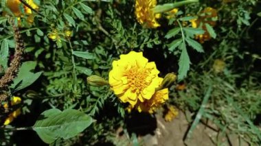 Marigold veya Tagetes ereksiyon sarı çiçekleri