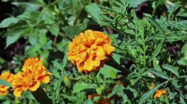 Marigold veya Tagetes ereksiyon sarı çiçekleri