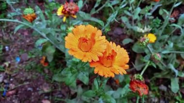 Etiketler Erecta veya Calendula sarı çiçekleri