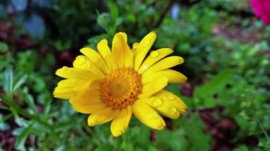 Etiketler Erecta veya Calendula sarı çiçekleri