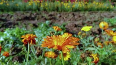 Tagetes Erecta or Calendula yellow flowers