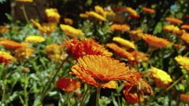 Etiketler Erecta veya Calendula sarı çiçekleri