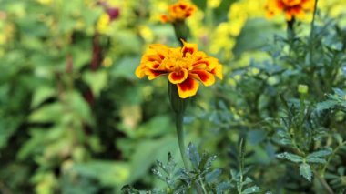 Marigold veya Tagetes ereksiyon sarı çiçekleri