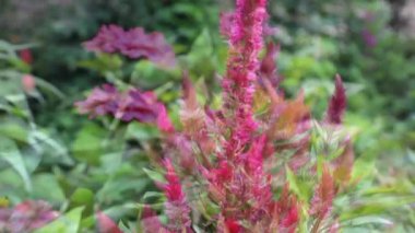 Celosia cristata, Crested Cock 'un tarağı veya Amaranth görüntüsü