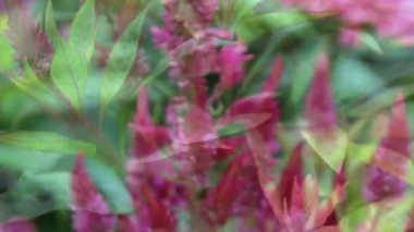 Celosia cristata, Crested Cock 'un tarağı veya Amaranth görüntüsü