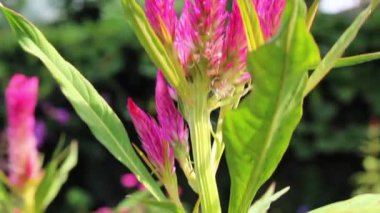 Celosia cristata, Crested Cock 'un tarağı veya Amaranth görüntüsü