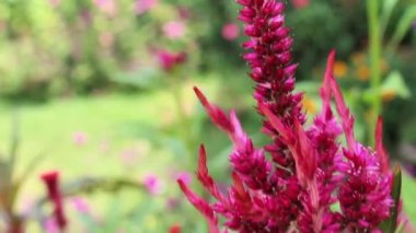 Celosia cristata, Crested Cock 'un tarağı veya Amaranth görüntüsü