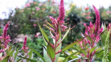 Celosia cristata, Crested Cock 'un tarağı veya Amaranth görüntüsü