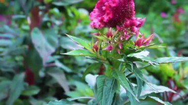 Celosia cristata, Crested Cock 'un tarağı veya Amaranth görüntüsü