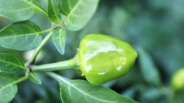 Bahçede parlayan kırmızı biber ya da biber