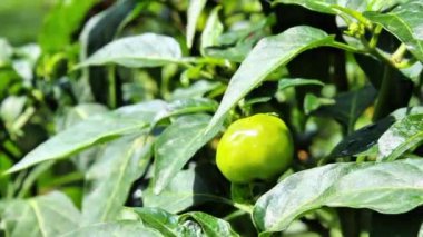 Bahçede parlayan kırmızı biber ya da biber