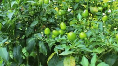 Bahçede parlayan kırmızı biber ya da biber