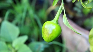 Bahçede parlayan kırmızı biber ya da biber